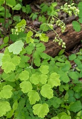 Thalictrum coriaceum