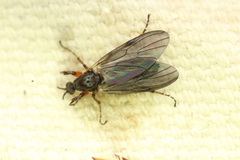 Bibio xanthopus