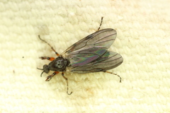 Bibio xanthopus