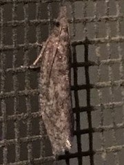 Hypena humuli