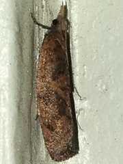 Hypena humuli