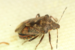 Podisus serieventris