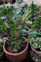 Crassula ovata