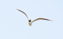 Chroicocephalus ridibundus