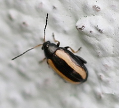 Phyllotreta undulata