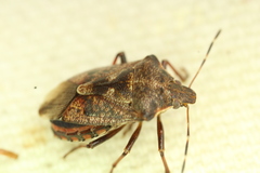 Podisus serieventris