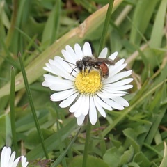Andrena labiata
