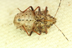 Podisus serieventris