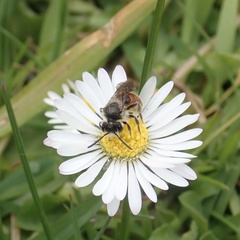 Andrena labiata