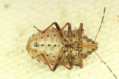 Podisus serieventris
