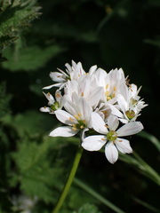 Allium trifoliatum