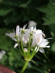 Allium trifoliatum