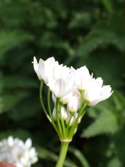 Allium trifoliatum