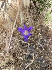 Brodiaea elegans