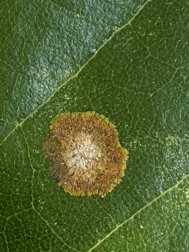 Cephaleuros virescens