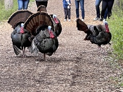 Meleagris gallopavo