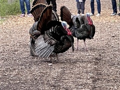 Meleagris gallopavo