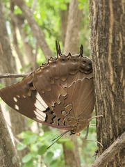 Charaxes cithaeron