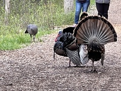 Meleagris gallopavo