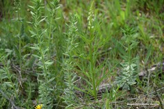 Haplophyllum linifolium