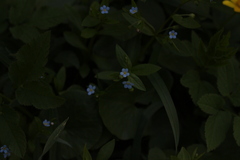 Memoremea scorpioides