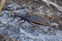 Triatoma recurva