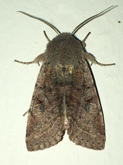 Orthosia hibisci