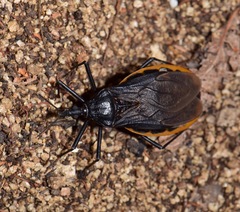 Triatoma recurva