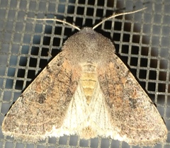 Orthosia behrensiana