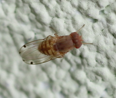 Gitona distigma