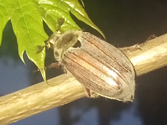 Melolontha melolontha