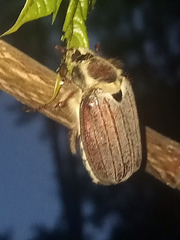 Melolontha melolontha