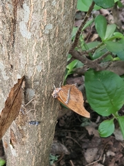 Polyura zoolina