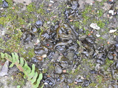 Nostoc commune