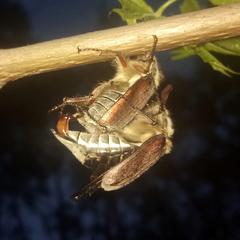 Melolontha melolontha
