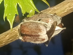 Melolontha melolontha