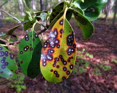 Mycosphaerella colorata