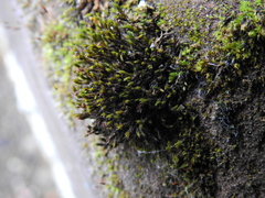 Schistidium crassipilum