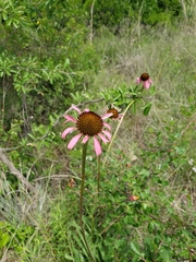 Echinacea atrorubens
