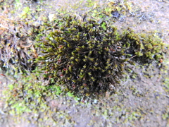 Schistidium crassipilum