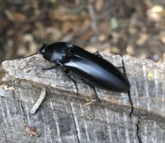 Melanactes densus