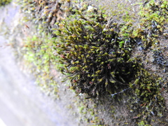 Schistidium crassipilum