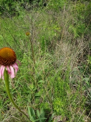 Echinacea atrorubens