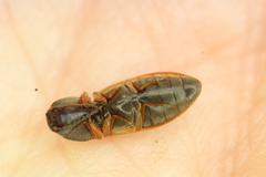 Stropenron pudica