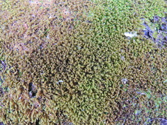 Bryophyta