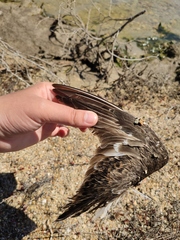 Calidris pugnax