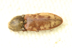 Prosternon bombycinum