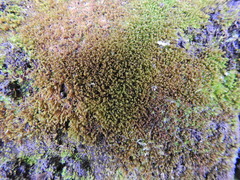 Bryophyta