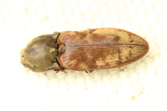 Prosternon bombycinum