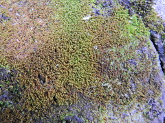 Bryophyta